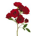 The Roses Squad! (Official)