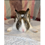 Josie bunny