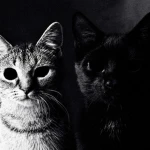 ' melancholy Group Thumbnail