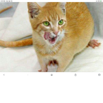 Cats And Rat hybrids!