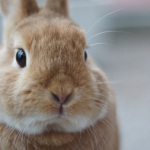the trains and bunny group
