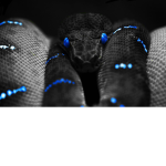 Bloxy Snake Clan