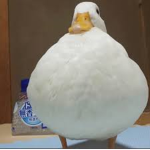 Carl the duck