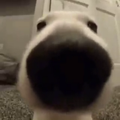 dog Roblox decal