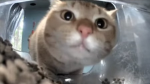*official* gamer gang