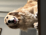 Goldenretreivercommunity
