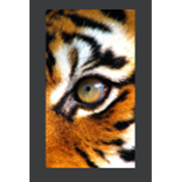 Tigers Stripes Hangout