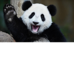 go pandas!!