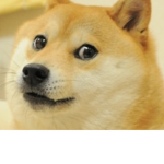 Doggo doggie