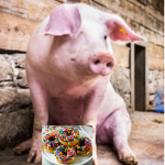 Donuts are the greatest food