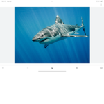 Sharkers forever