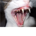 The cat fangs