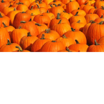 pumpkinseedd