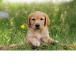TheDogClub