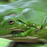 FrogKing53