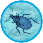 Ancient Bug! 🔍