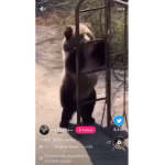 Pandas fav home