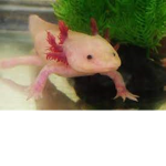 Steamed Axolotls