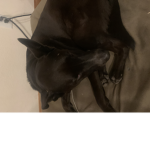 Doges is United