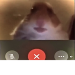 THE UNIQUE PIGGYS