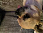Ciao sono emily e mi piacciono i cani