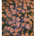 Flowers Dogs Pizza