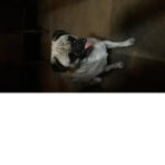 Sticking out tounge pug