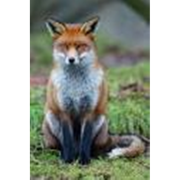 Fox and Wolf rpg:D