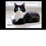 DO YOU LOVE CATS?JOIN THIS GROUP IF YOU DO!