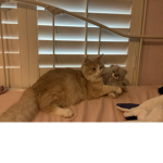 Cats and more and dogs