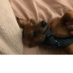 Ooooo Dog