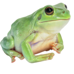 .+*Frog Fans*+.