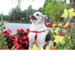 Chiki Gordis