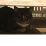 Cat club (pic is my cat)