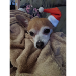 Chihuahua forever