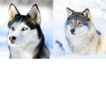 Husky/Wolf Fans for Life