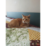 GingerCatGang