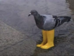 I love pigeons so much