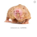 The mole rats <3