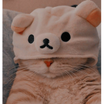 --Cat Club--