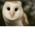 Owls are coo
