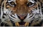 Save The Animels