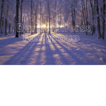 Darkwinterss