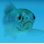 The Fish Group 더 피쉬 그룹