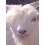 HFVGJKB