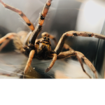 Spider’s legends