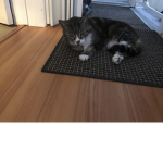 Littlecatsgaming