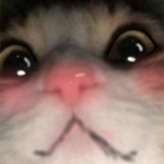 Je kiff les chatons