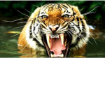 Scary tigers