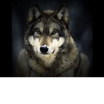the wolfs are epic
